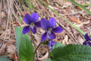 Australian native violet plant 