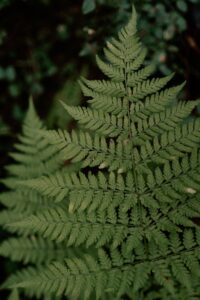 10 indoor plants in Australia, Boston fern