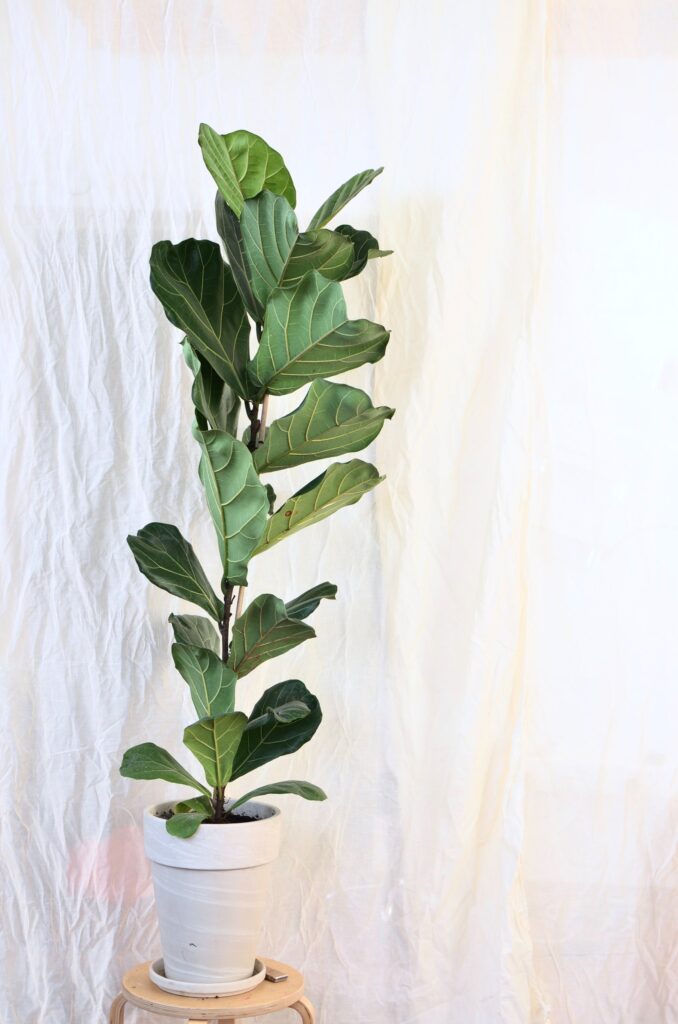 Elevate Your Space: 7 Tall Indoor Plants for Impressive Interiors